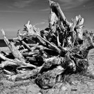 Tree washed up on Montauk beach